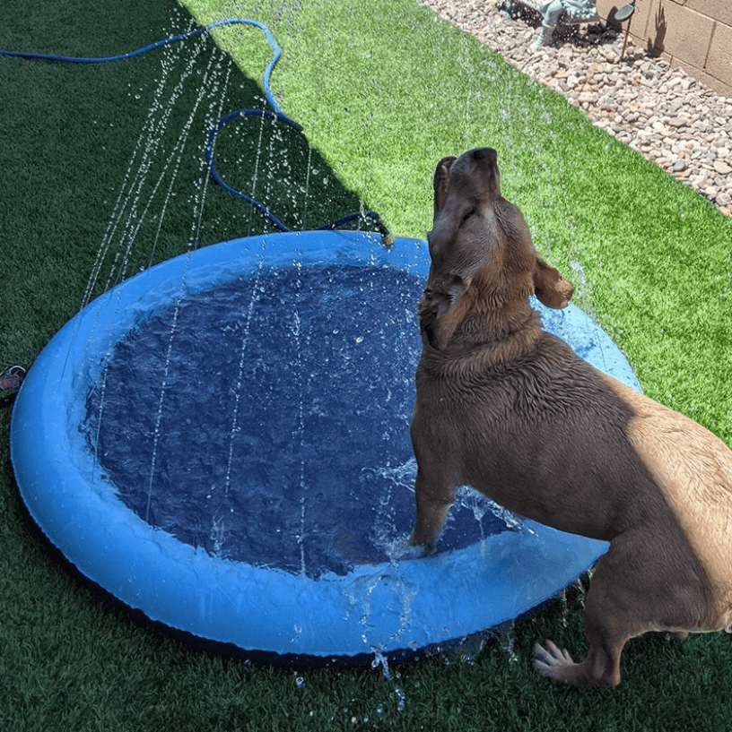 Kühlende Wasserspielmatte für Hunde – Zur Abkühlung und zum Spielen in der Sommerhitze