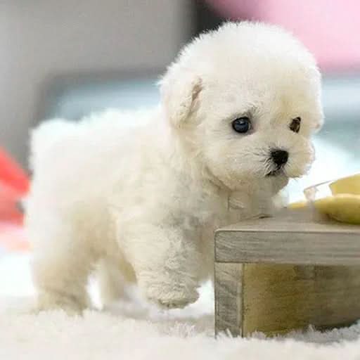Interaktiver Plüschhund für Kinder