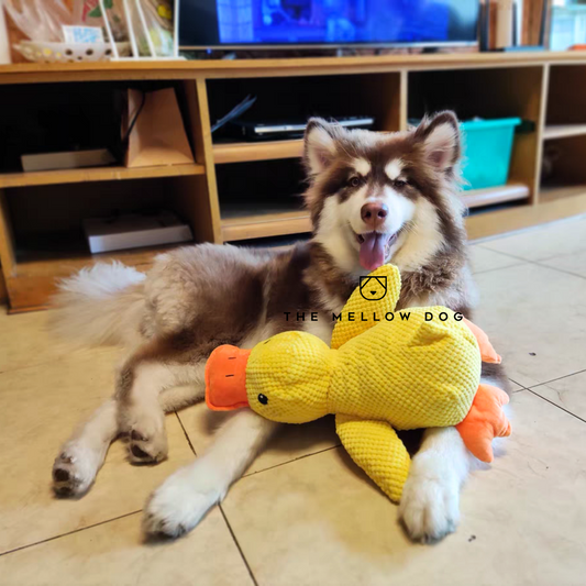 Beruhigende Ente - Hundespielzeug für Freude und Wohlbefinden